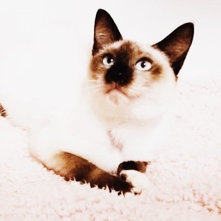 【1/12譲渡会】オリーブくん♪