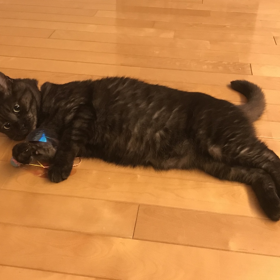 ネロのカバー写真