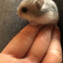 ハムスター  赤ちゃん
