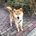 ３歳　柴犬　男の子