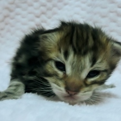 「ベルクさん5歳の誕生日！」サムネイル2