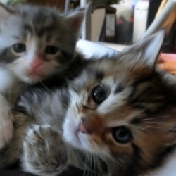 「ベルクさん5歳の誕生日！」サムネイル3