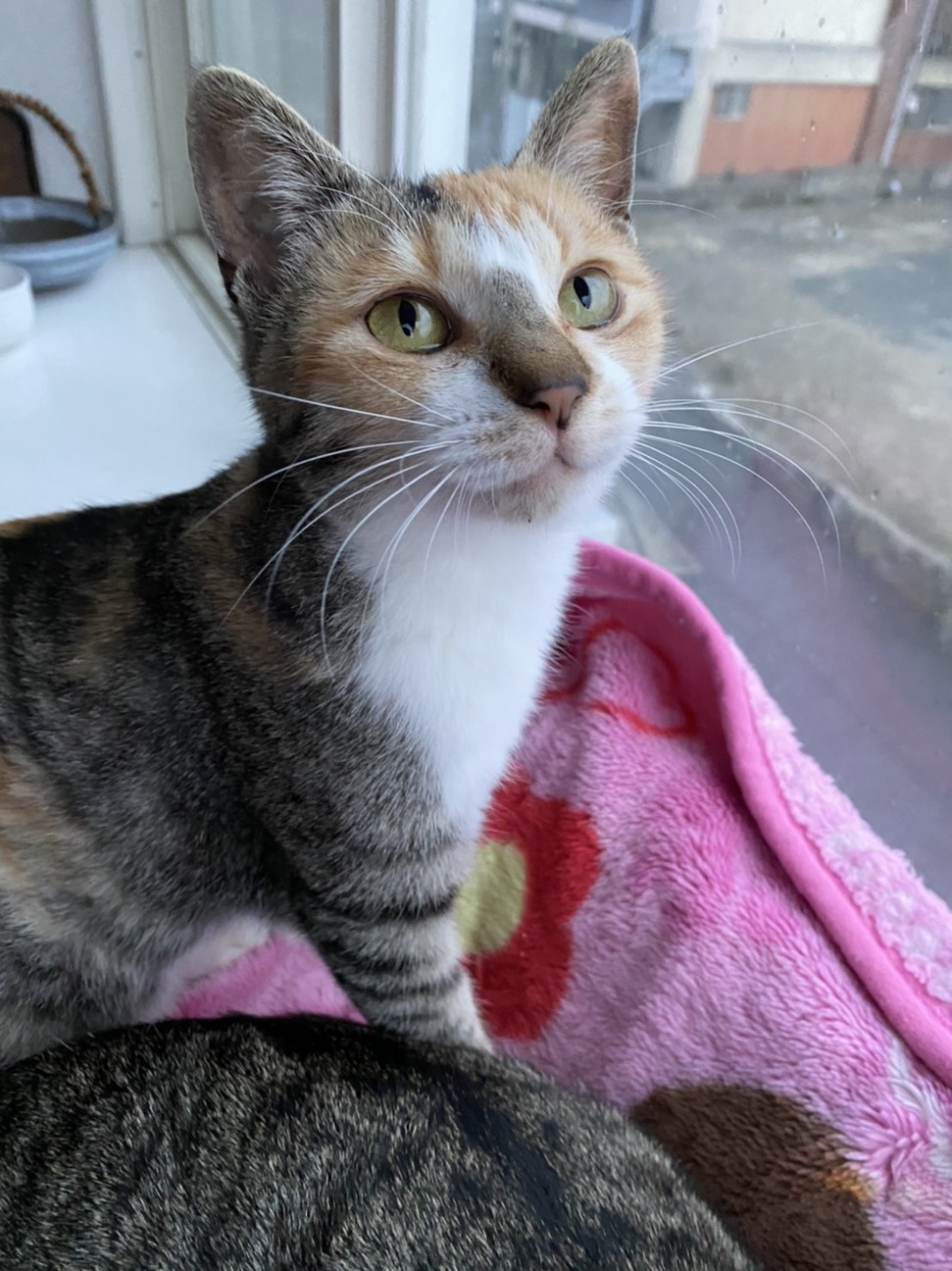 捨てられた可愛くて人懐っ 山口県 猫の里親募集 2976 ペットのおうち 月間利用者150万人