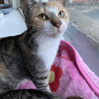 捨てられた可愛くて人懐っこい三毛猫ちゃん