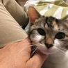 【1/12千葉市譲渡会】まん丸可愛い三毛猫のノエル サムネイル6