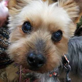 キラキラお目目のクッキー王子