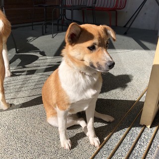 小さめのヒメちゃん！里親様募集中。