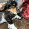やうん