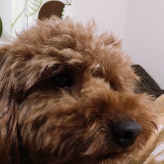 レッドのトイプードル5サイ