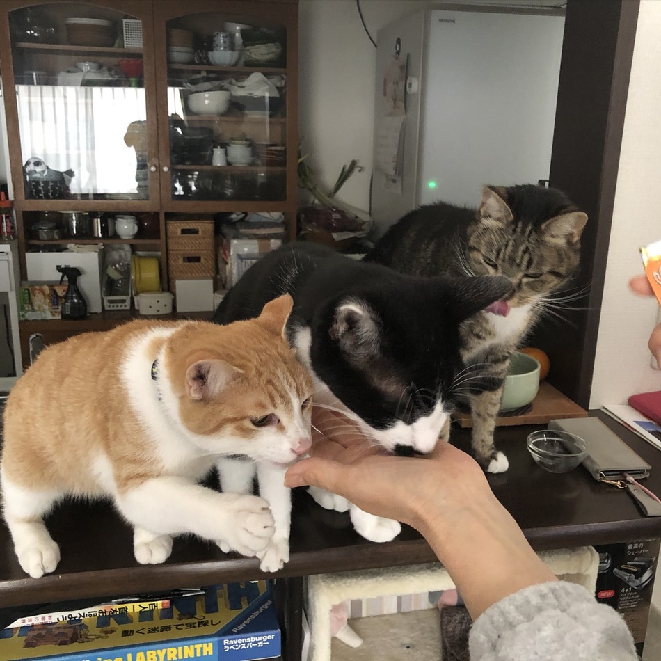 麦のカバー写真