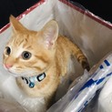 里親を募集しております。
