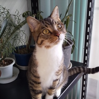 FelV＋ 元気な天然マイペース男子♪チャーミィ☆