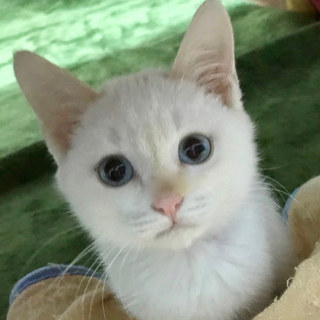 トライアル中のため募集一時停止☆しらたまちゃん