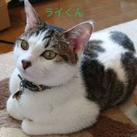 加藤雷電（らいでん）