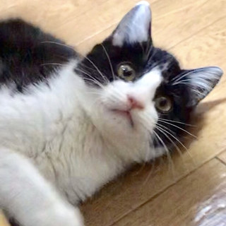 トライアル中のため募集一時停止☆やくもちゃん