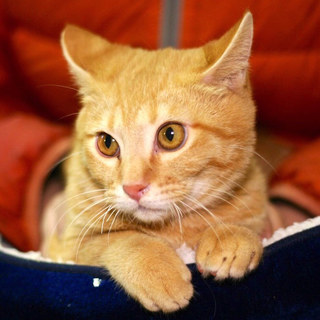 トライアル中のため募集一時停止中☆サーフくん