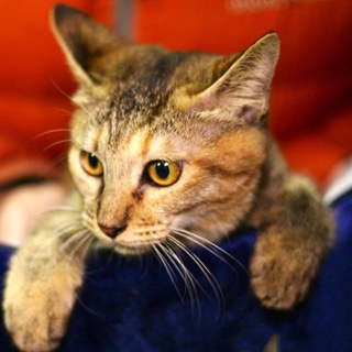 トライアル中のため募集一時停止中☆マリーちゃん