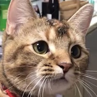 森山　ナナ