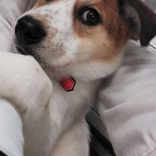 20キロ以上になりそうな、かわいいたつ坊