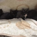 2019年10月29日生まれの子猫ちゃん