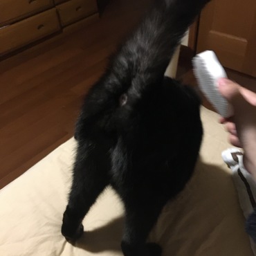 私が部屋に入ってくるとベッド下に逃げるくせに、ブラッシングはして欲しくてお尻を突き出してきます。