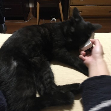 逃げるのに、こういうことはさせてくれる。