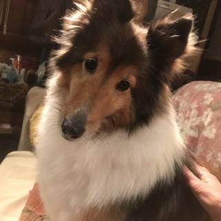 甘えん坊で人にベッタリなシェルテｨーの女の子