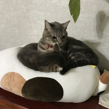 の写真