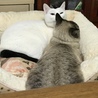 の写真