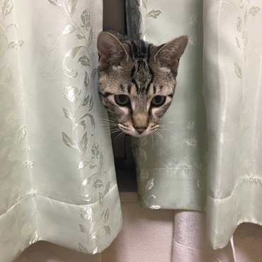 ひょこっ。