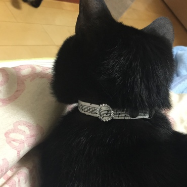 娘の選んだ首輪がやっと届いた♡つけ心地は良さそう♡