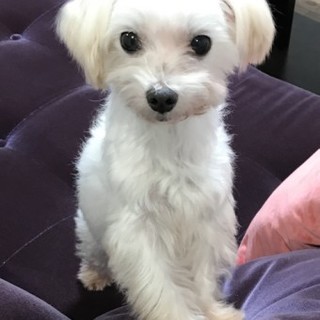 マルチーズのりむくん