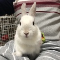 「ネザーランドドワーフ」2ヶ月白い子うさぎ。
