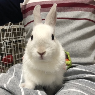 「ネザーランドドワーフ」2ヶ月白い子うさぎ。