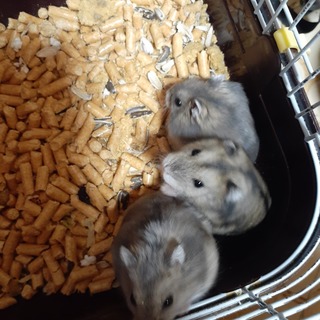 ジャンガリアン3匹・ブルーサファイア3匹