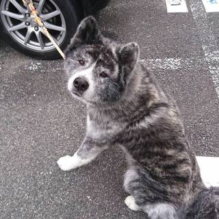 里親様が決まりました‼️ありがとうございました