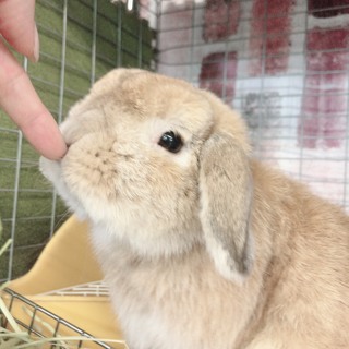 【里親募集】ホーランドロップイヤー男の子