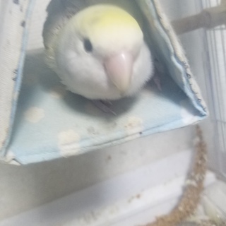 コザクラインコの里親募集。
