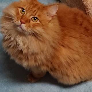 大きな長毛茶トラそらくん、ちょっぴりこわがりです。