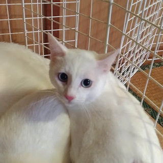 多頭飼育救済！小雪ちゃん里親様募集