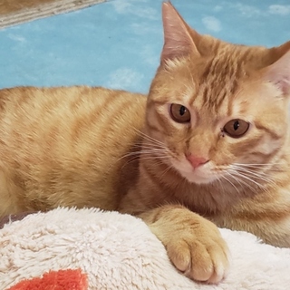 魅惑のハスキーボイス、茶トラのハニー