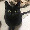 控えめで優しい性格の黒猫みつまめ