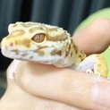 ヒョウモントカゲモドキ ベルアルビノ