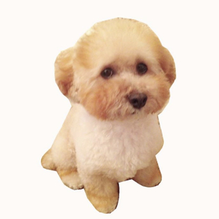 トイプードル13歳です。♀