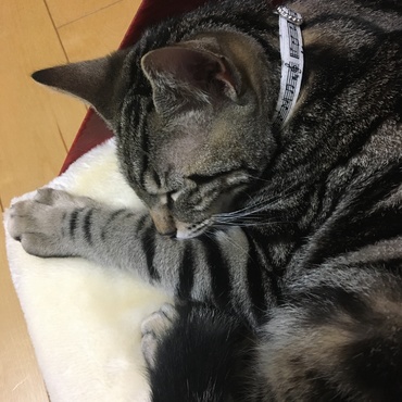 すーーー、すーーー。寝息♡