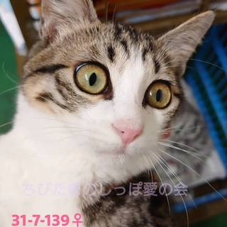 甘えん坊の美人子猫ちゃん♀持ち込みです。