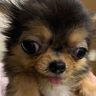 チワワの男の子
