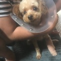 元保護犬から里親として引取ったトイプードルの男の子