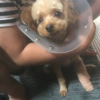 元保護犬から里親として引取ったトイプードルの男の子