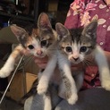 生後3ヶ月未満猫ちゃん
